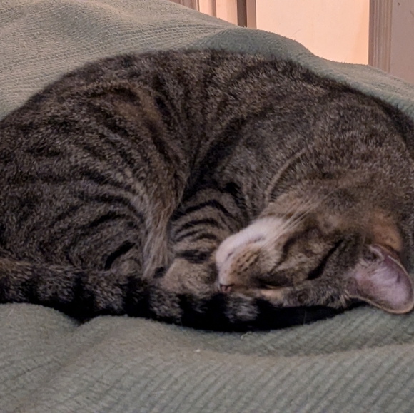 Meet your Posher, Samara - Picture 1 of 1